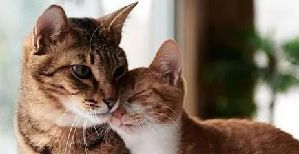 Кастрирани котка котка иска Кастрирани котка котка иска