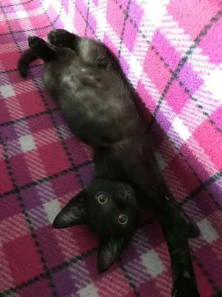 Как да се даде на котенца в добри ръце