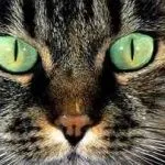 Които лекуват котки