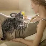 Които лекуват котки