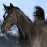 Черен кон какво е