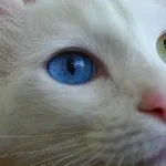 Които лекуват котки