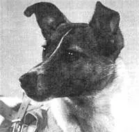 Laika пространството куче