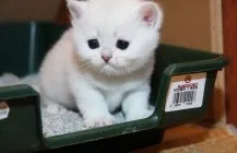 Лечение на трихофития при котките