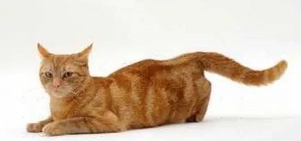 Които лекуват котки