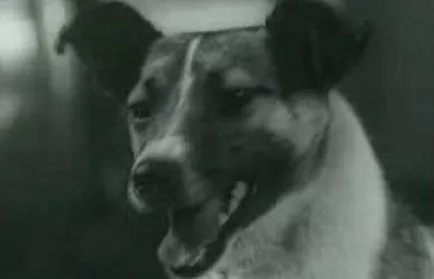 Laika пространството куче