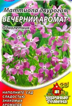 Matiola расте от семена