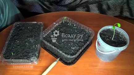 Как да се засадят вкъщи мандарина