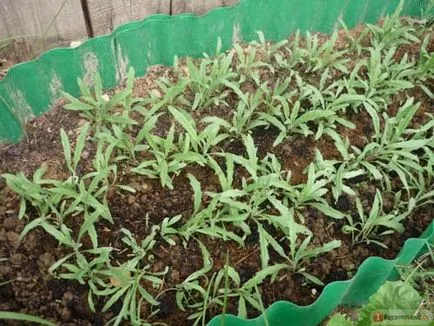Matiola расте от семена