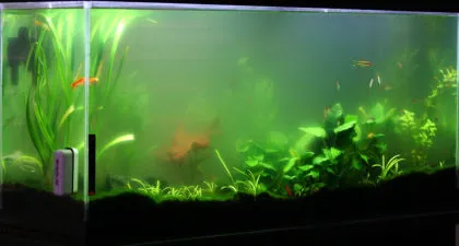 На какво облачно вода в аквариума