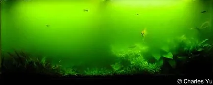 На какво облачно вода в аквариума
