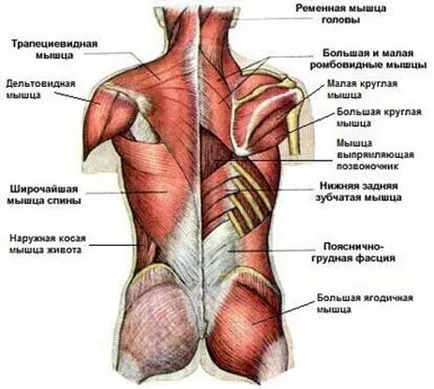 Какво е мускулна корсет