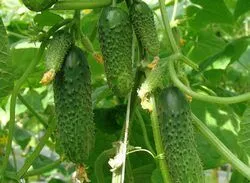 краставица Murashka