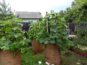 Барел за краставици