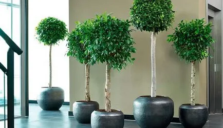 Ficus реколтата си