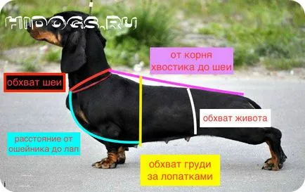Как да шият такса
