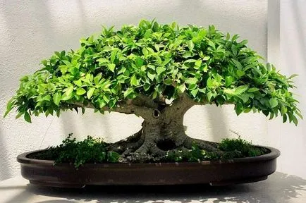 Ficus реколтата си