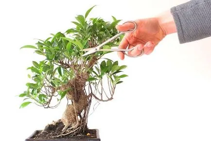 Ficus реколтата си