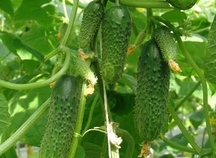 краставица Murashka