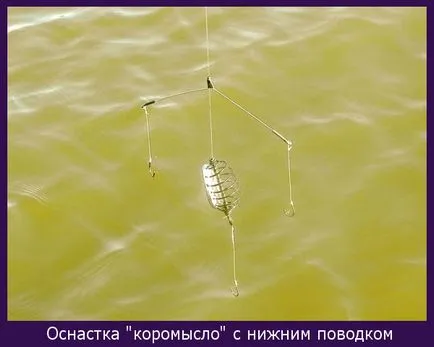 Какво е това магаре