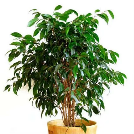 Ficus реколтата си