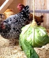 Защо пилета кълвяха пиле