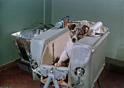 Laika пространството куче Laika пространството куче
