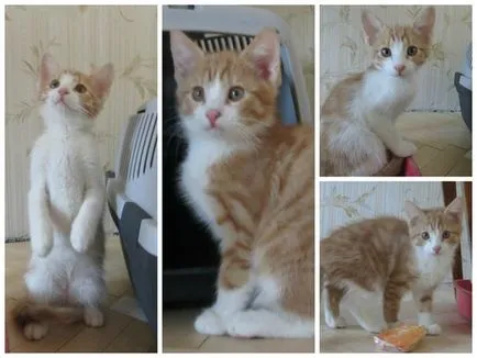 Котката яде малко