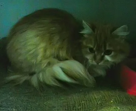 Котката яде малко