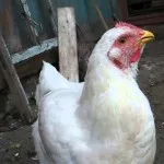 пилета хрипове
