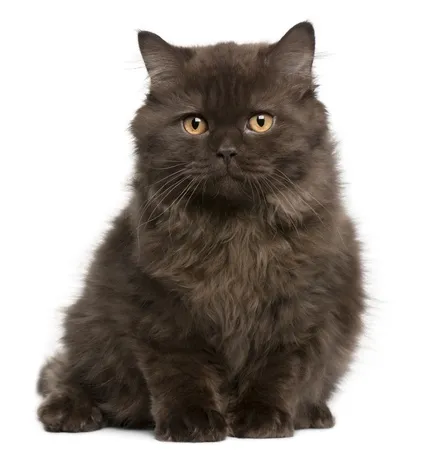Кастрирани котка котка иска