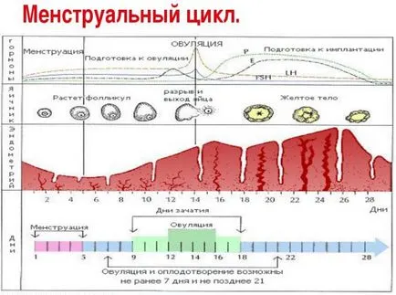 Защо може да забави менструация Защо може да забави менструация