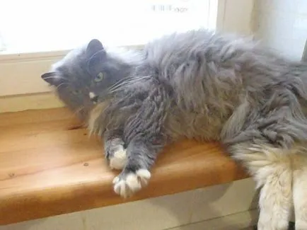 Котките без торбички