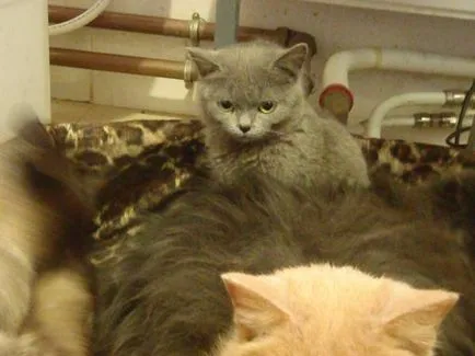 Котките без торбички