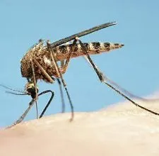 Какво се страхуват от комари най-добрите народни средства