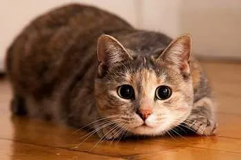 Заболявания на домашните котки и кучета (HOME) Заболявания на домашните котки и кучета