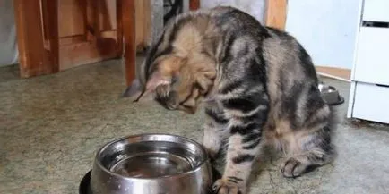 Заболявания Котки - симптоми и лечение (котки) Заболявания Котки - симптоми и лечение