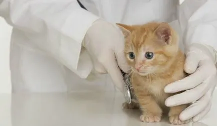 Заболявания Котки - симптоми и лечение (симптоми) Заболявания Котки - симптоми и лечение
