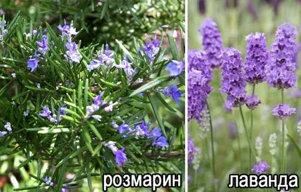 Какво се страхуват от комари и мирише на растения, репелент за насекоми