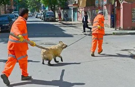 Бездомно куче къде да отида в Москва