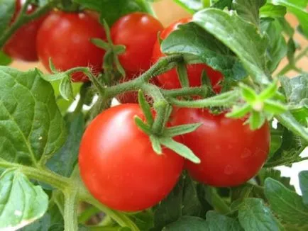 домати, подаващи тъканта, расте градина!