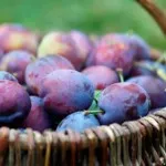 Като дава месо на децата Като дава месо на децата