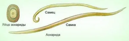 Симптомите, които имат червеи Симптомите, които имат червеи