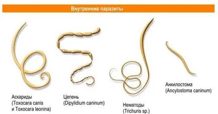 Симптомите, които имат червеи Симптомите, които имат червеи