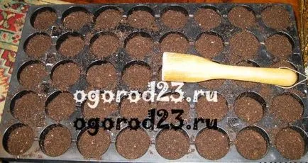 Как да засадят домати и кога Как да засадят домати и кога