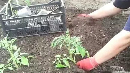 Как да засадят домати и кога