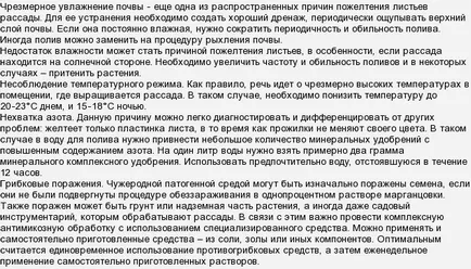 Разсад от домати жълт какво да правя
