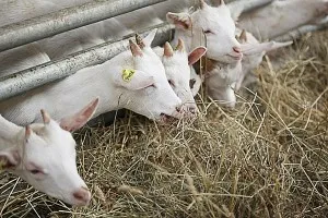 Грижи и поддръжка кози Грижи и поддръжка кози