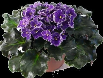 Как да се размножават Violet