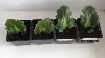 Как да се размножават Violet